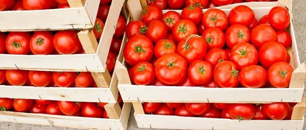 Ripe, vibrant red tomatoes packed neatly in wooden crates, showing plump, glossy fruits with green stems intact