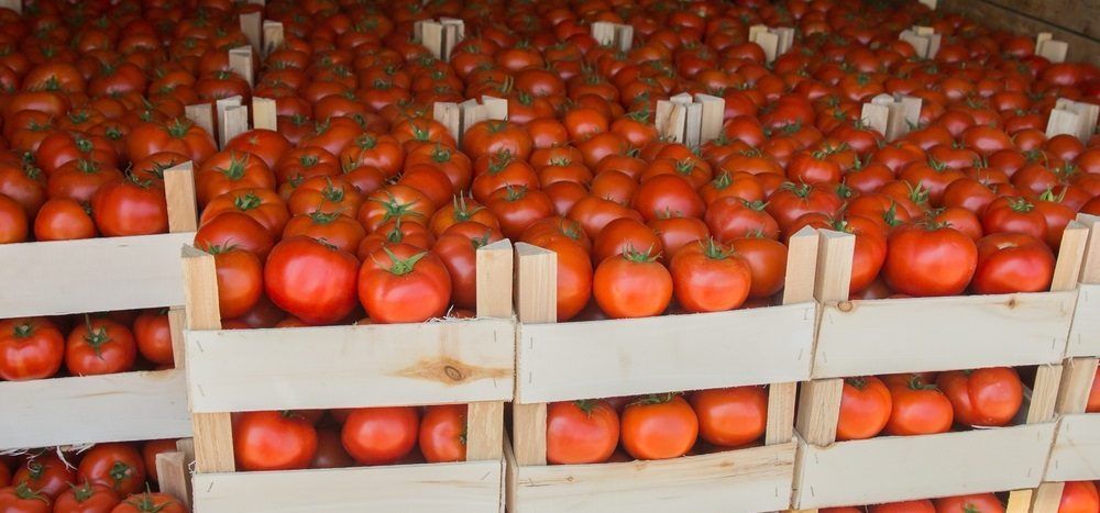 Rows of ripe, bright red tomatoes neatly packed in wooden crates, showcasing a bountiful harvest of uniform
